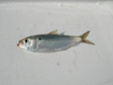 سمك السردينة    0620-210