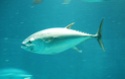 سمكة التونا 062010