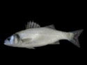 سمكة الكَرفوش أو القاروس البحري الأوربيِ  Dicent10