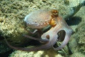 الأخطبوط    Octopu10