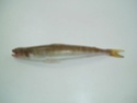 سمكة السويسي P1180011