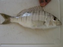 سمكة المرمير P8150010