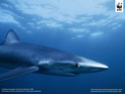 القرش الأزرق النيلي Shark_10