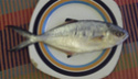  سمكة العريان trachinotus ovatus Trachi10