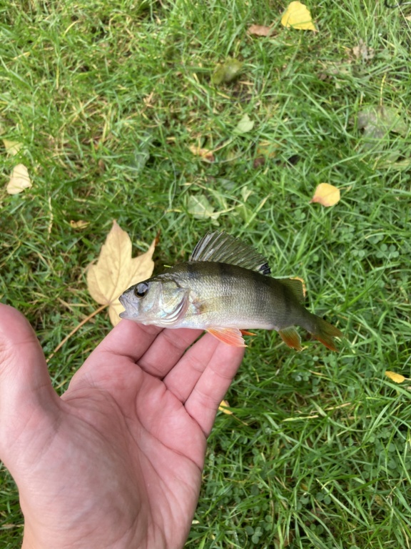 Pêcher la perche   33c55310