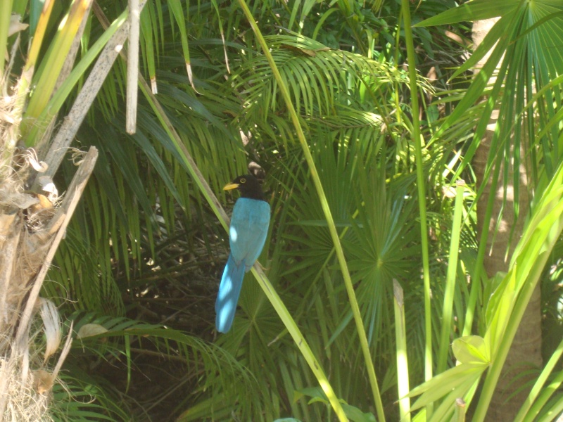 Oiseau bleu à identifier Dsc01510