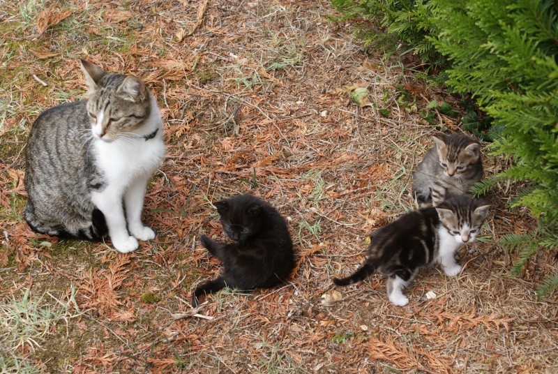 Urgent famille d'accueil pour une mère et 2 chatons Famill10