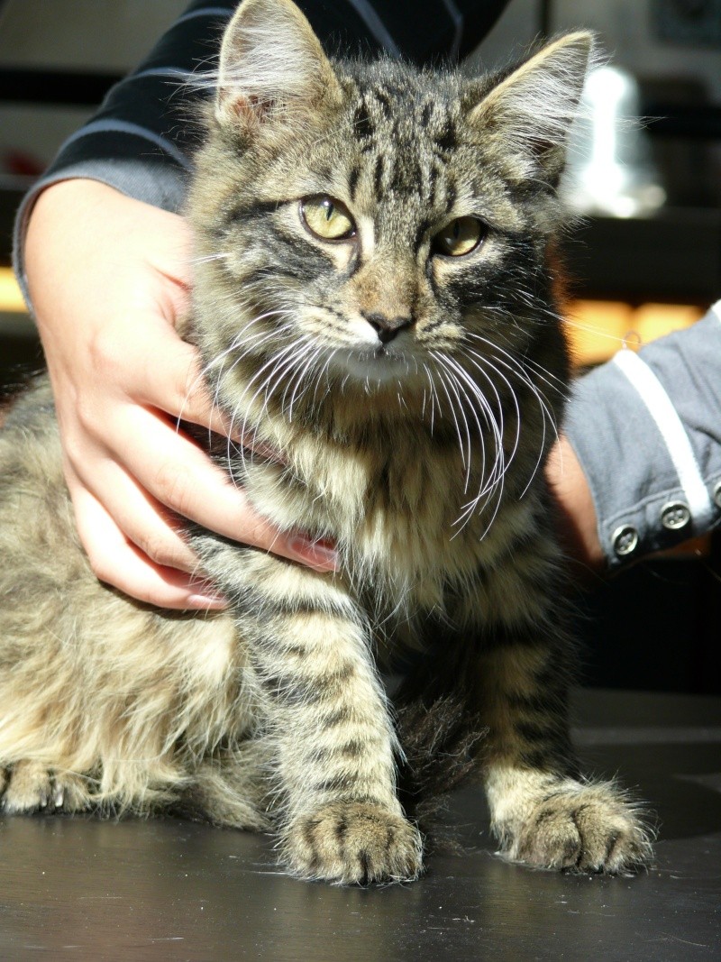 Cachou chaton de 3 mois, qui a des airs de chat norvégien P1010915