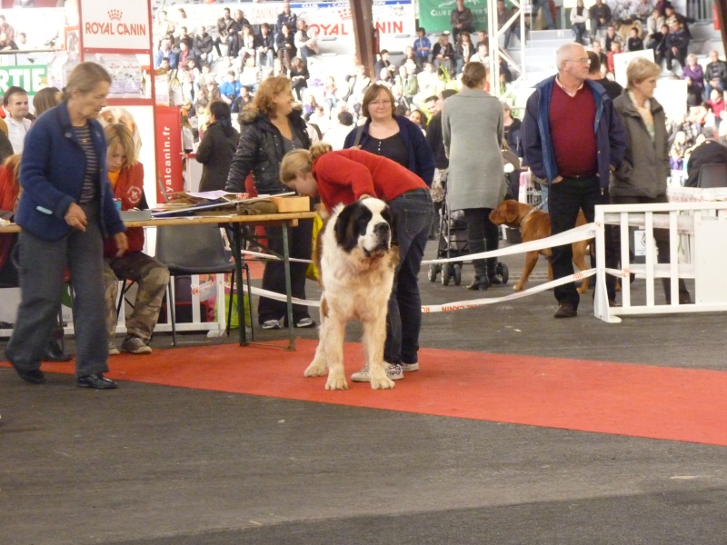 CACIB Poitiers les 23 et 24 Octobre - Page 2 P1040017