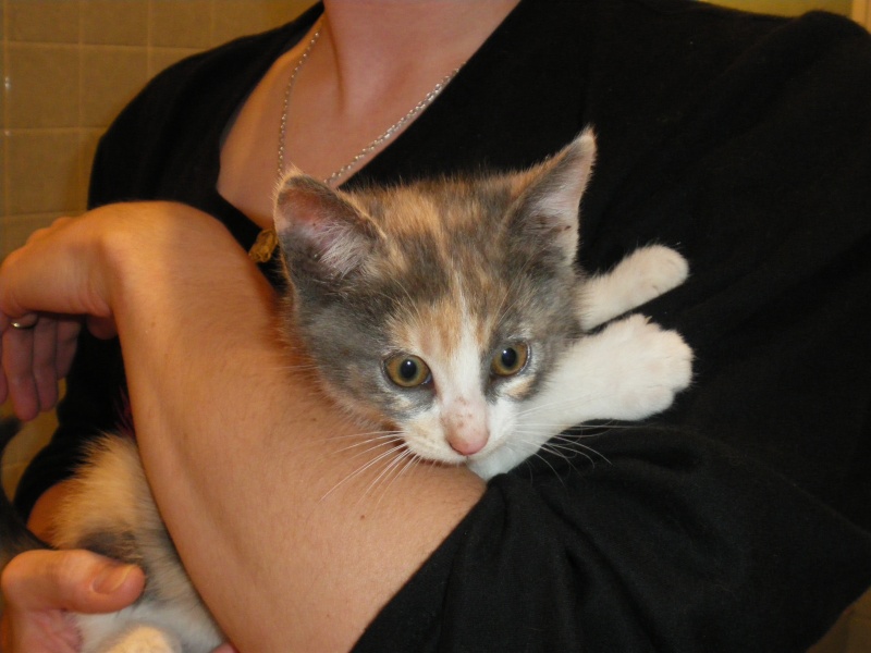 Freyja, chaton femelle de 2-3 mois environ, à adopter Imgp1415