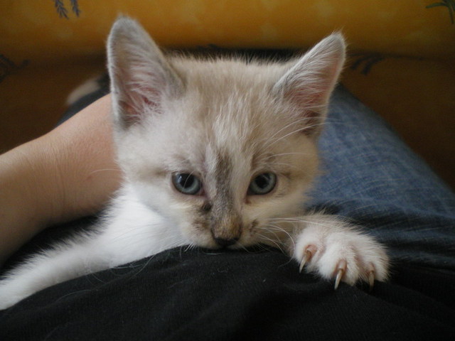 **FALK** chaton siamois crème mitted dans le 59! Imgp0015