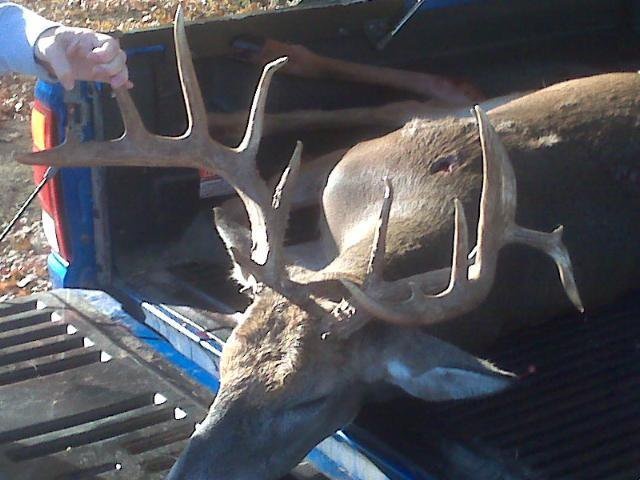 Nice buck from the neighborhood. Lualle10