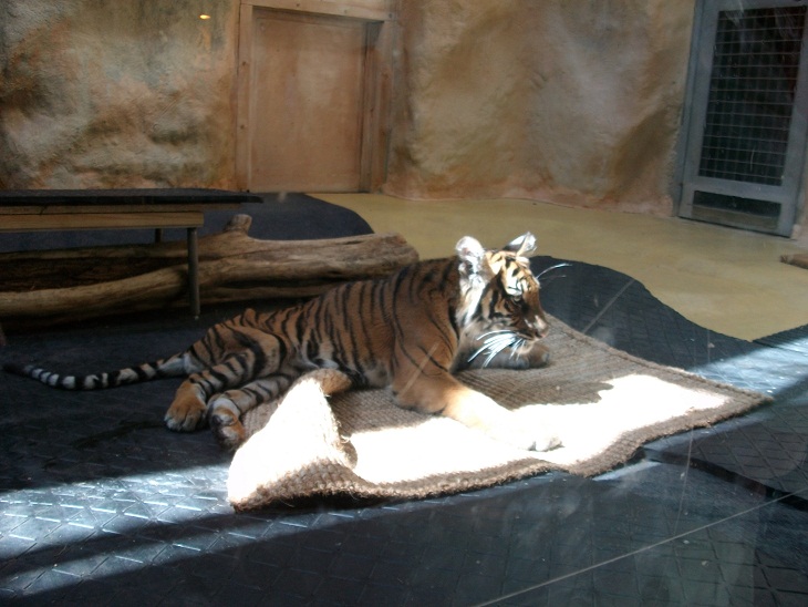 Querschnittsgelähmtes Tigermädchen Ranga - Wird sie eingeschläfert? Tiger110