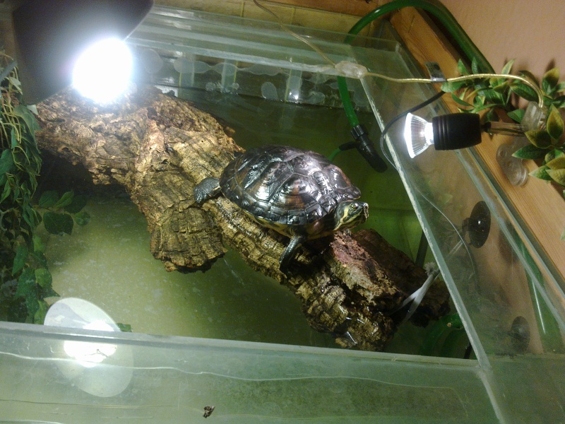 Mes tresors..mes tortues... 25022013