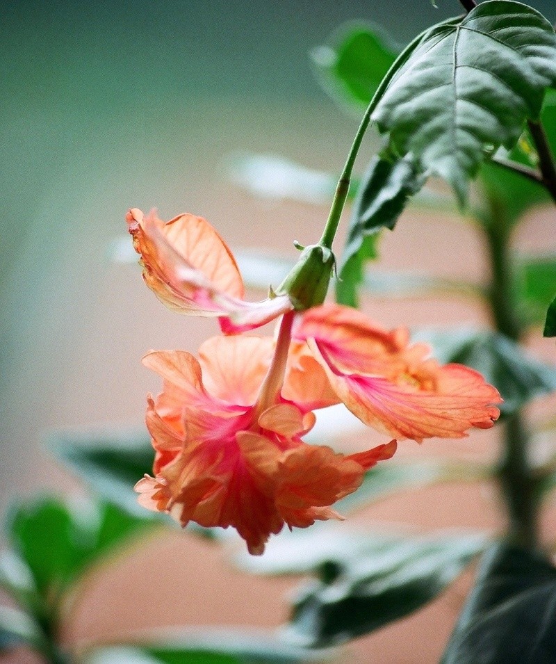 HIBISCUS 94830013