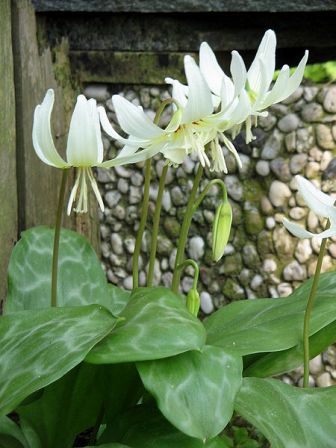 Erythronium - les érythrones Erythr10