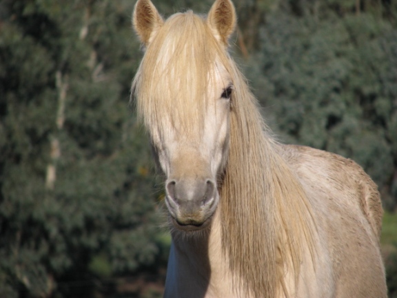 Andelain Welsh Cobs Stallions (updated) Down_s10