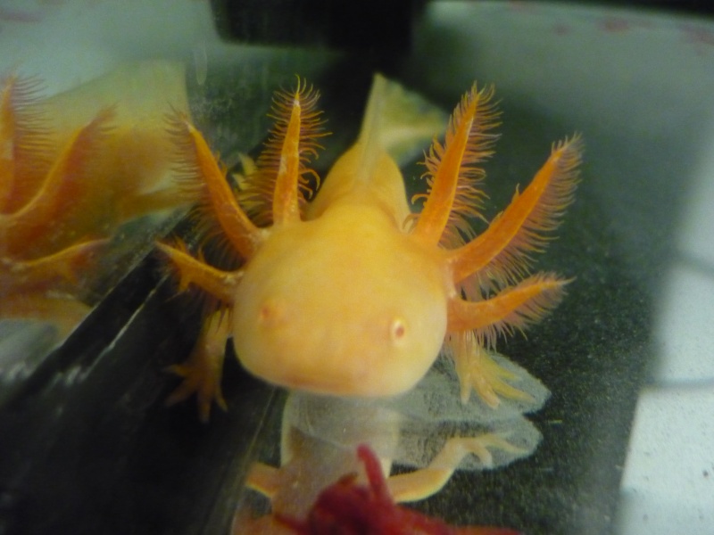 Mes Axolotls Light_10