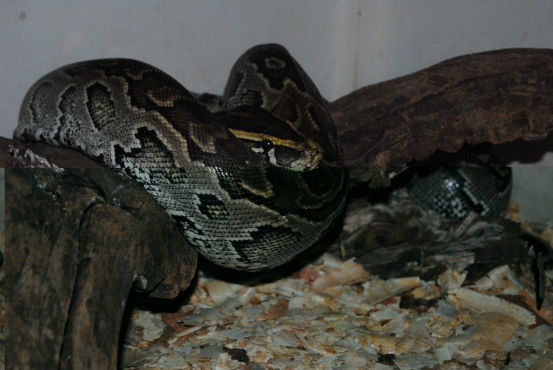 Kenya - Bio Ken Snake Farm Dsc_0711