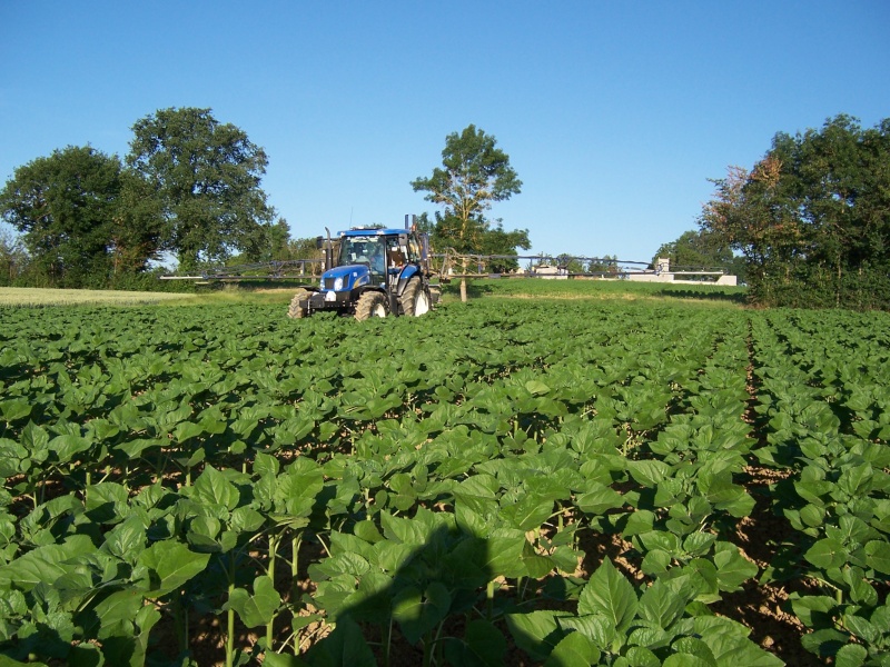 bore sur tournesol Tourne10