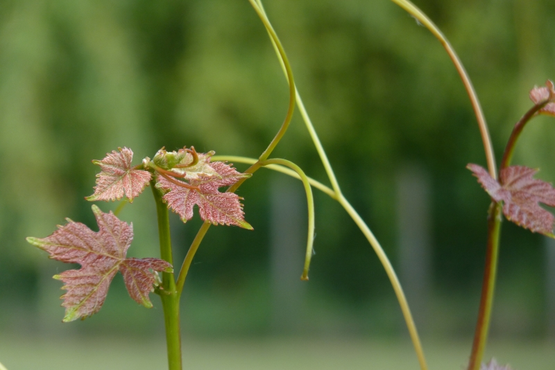 Essais de bokeh avec le FZ38 Essaib13