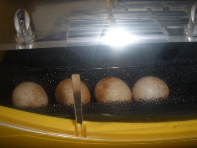 Primer huevo de cernicalo americano 2011 P1011210