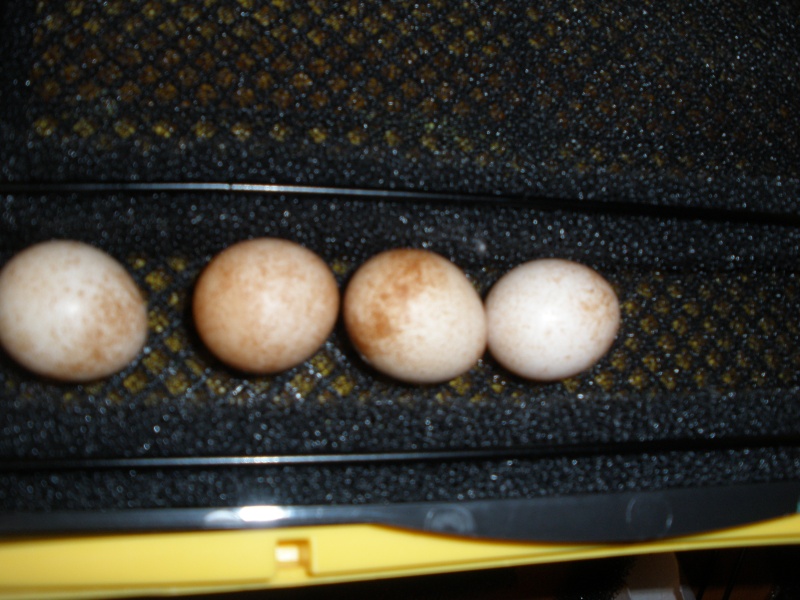 Primer huevo de cernicalo americano 2011 P1011211