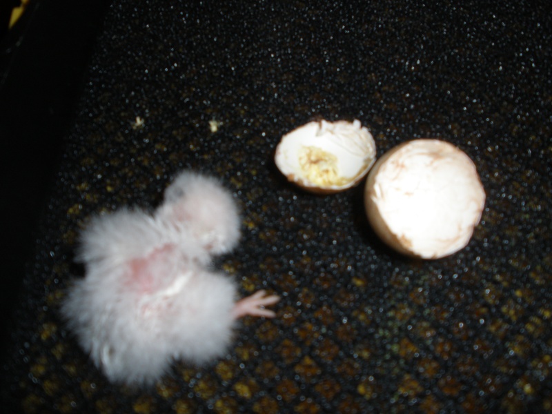 Primer huevo de cernicalo americano 2011 P1011225