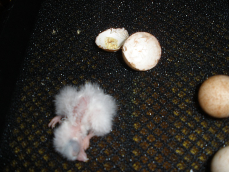 Primer huevo de cernicalo americano 2011 P1011226