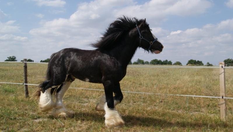 FABORGAS Etalon ELITE Irish Cob (noir sabino) Dsc01216