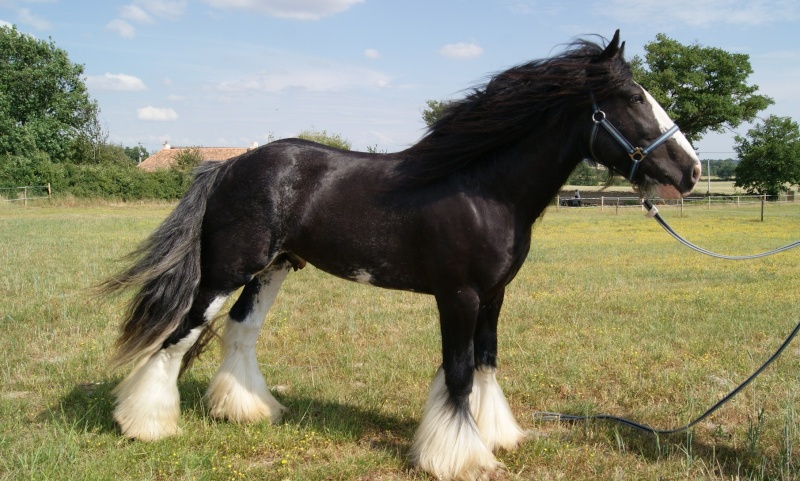 FABORGAS Etalon Irish Cob noir sabino agrée. News photos 5 ans  p 4 ! Dsc01514