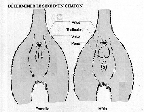 Déterminer le sexe d'un chaton Sexe_c10