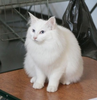 La couleur blanche chez le chat Untitl10