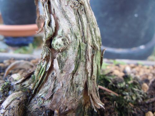Un Callistemun come bonsai Callip10