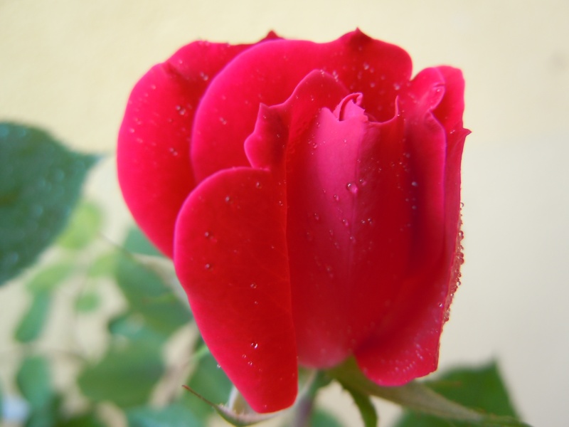 Una bella Rosa  Dscn2019