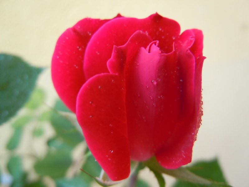 Una bella Rosa Dscn2019