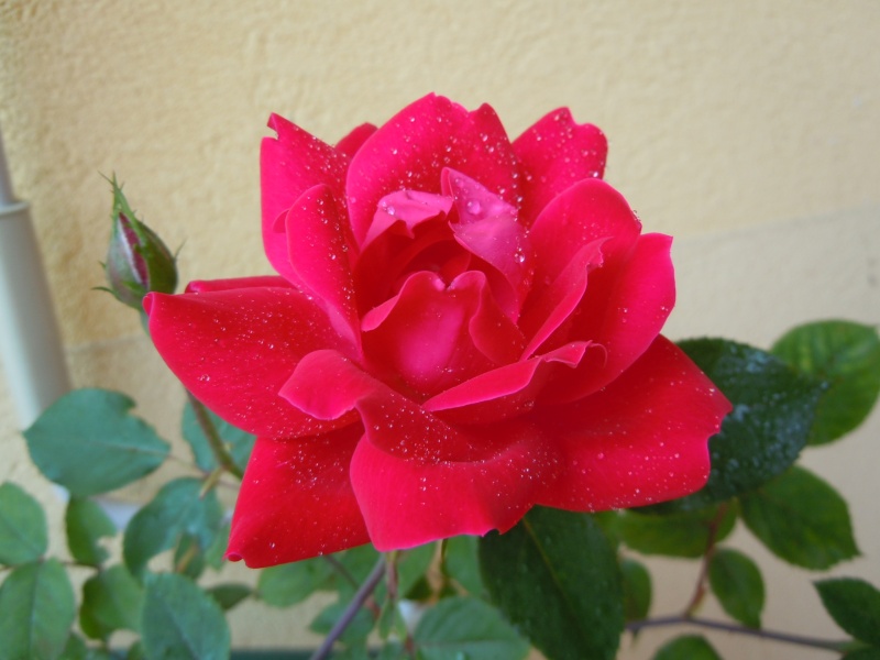 Una bella Rosa  Dscn2020