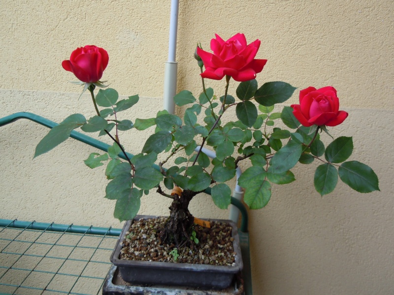 Una bella Rosa  Dscn2110