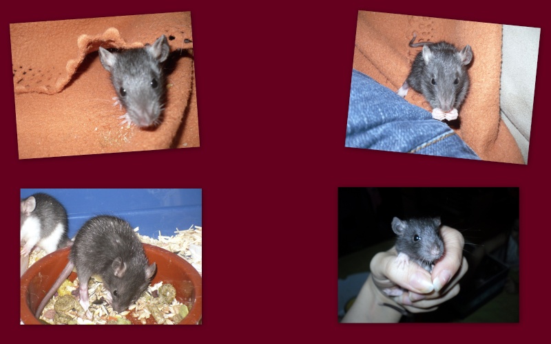 9 petits ratons à adopter  - Page 2 Irish211