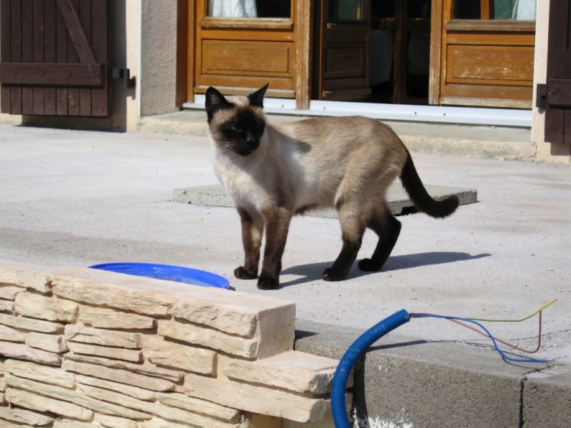 CASSIS chat siamois de 17 ans perdu à Lunéville en juillet . Cassis10