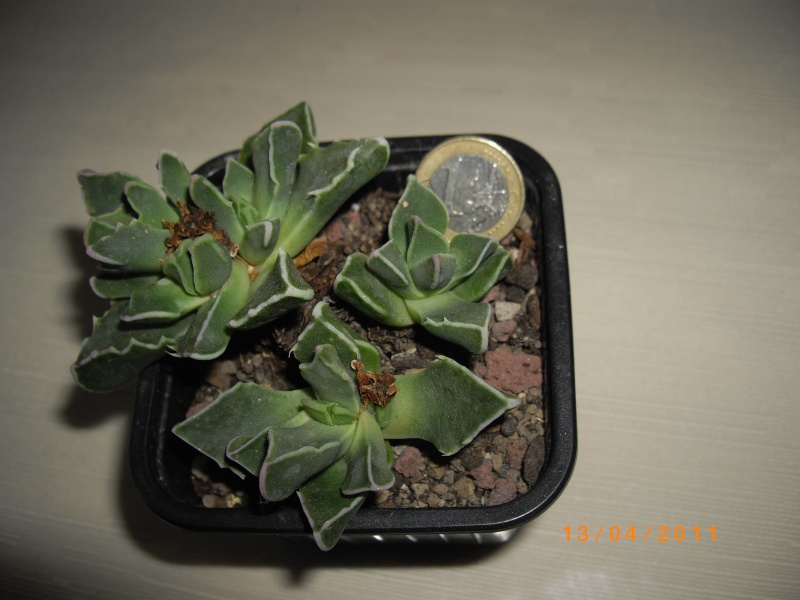 Aizoaces : Faucaria ? Faucar11