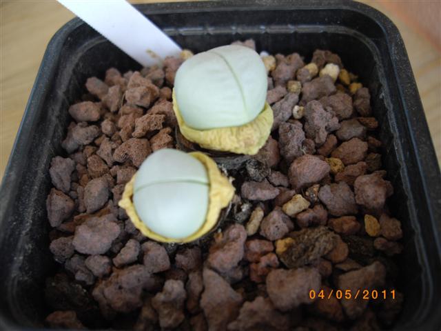 Argyroderma pearsonii : arrosage Imgp3311