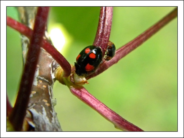 Adalia bipunctata ? Identi10