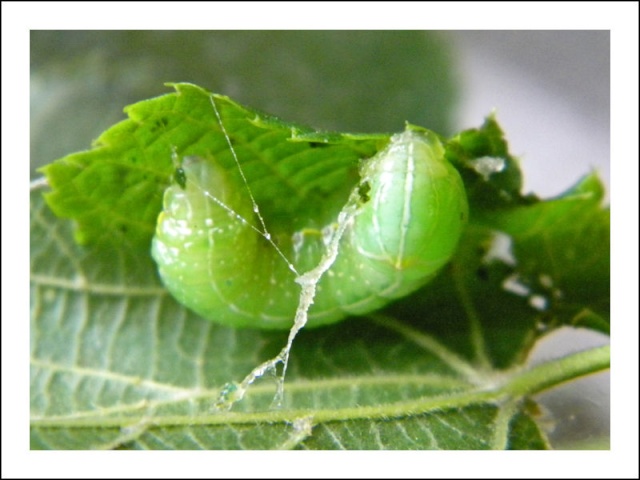 Orthosia cerasi ? Identi14