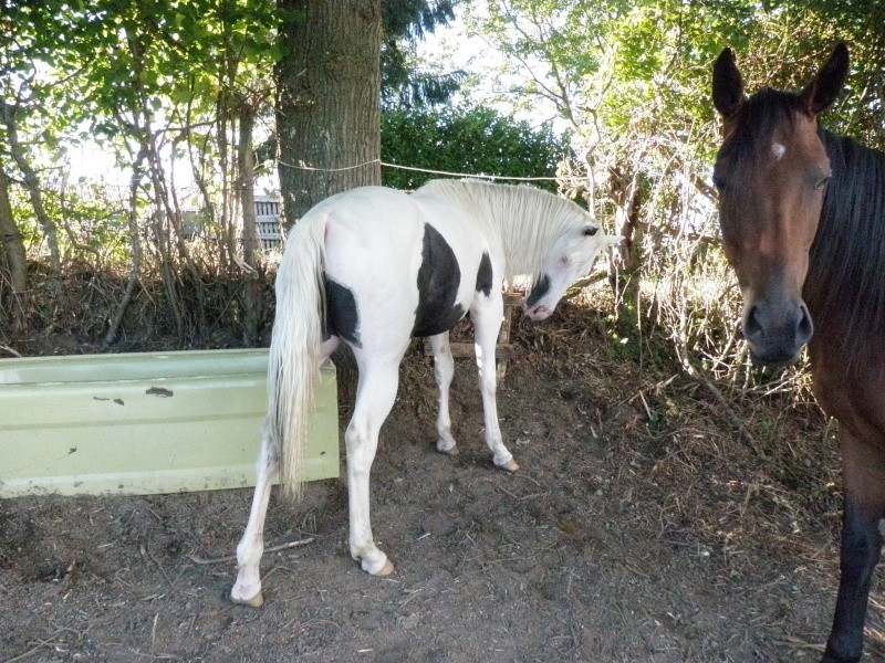 vend pouliche QH baie cerise 2010 - model all around (elle peut toucher à tout LOL) P9092012