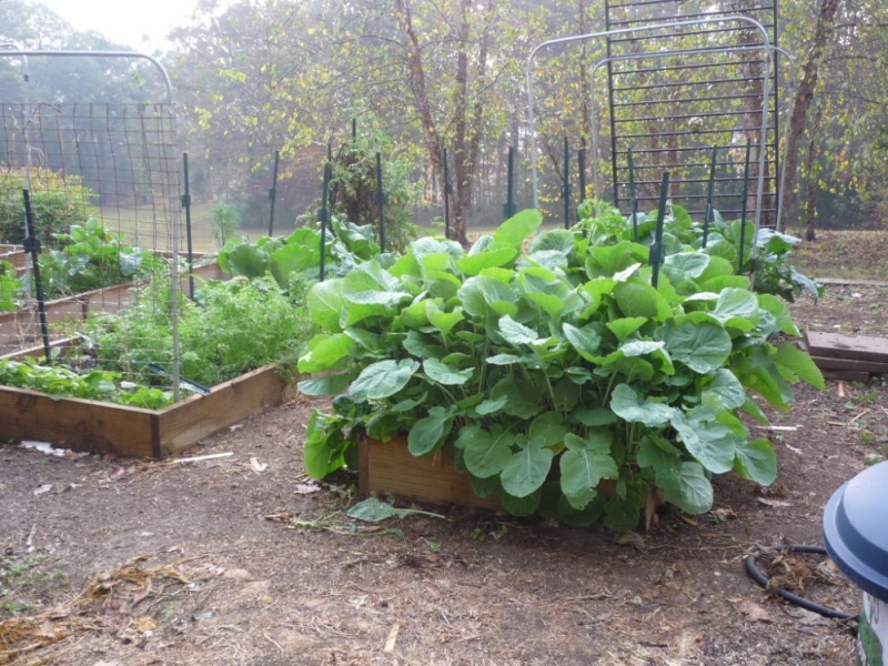 Update on my first Fall garden 00710