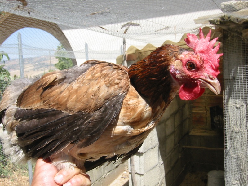 Polli locali di Sicilia. Gallin21