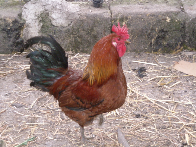 Gallina siciliana da G. Cornoldi - Pollicoltura moderna - 1948 Ybzz_010