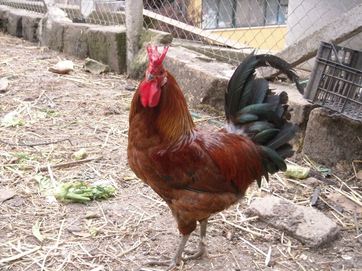 Gallina siciliana da G. Cornoldi - Pollicoltura moderna - 1948 Ybzz_011