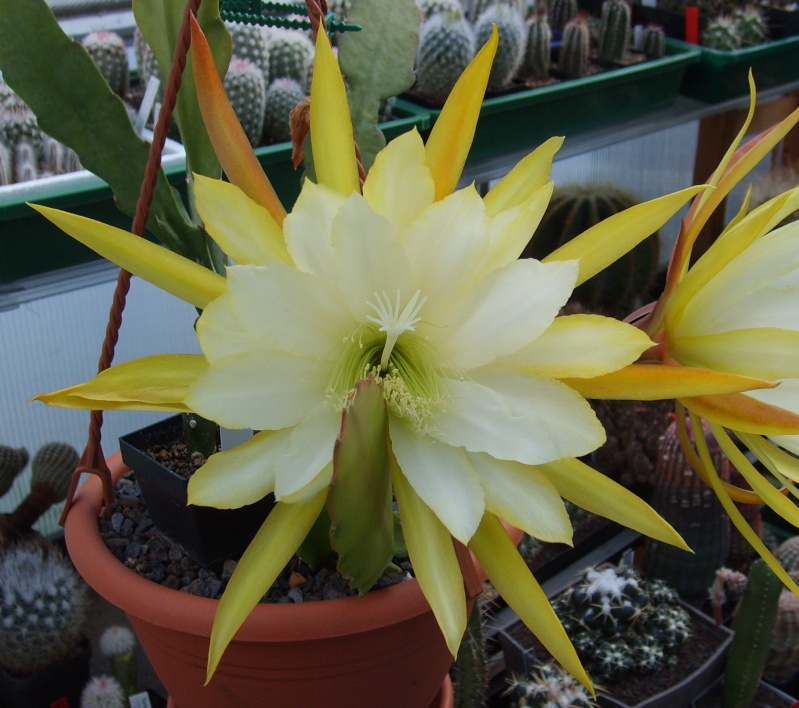Epiblüten 2011 Sd530353
